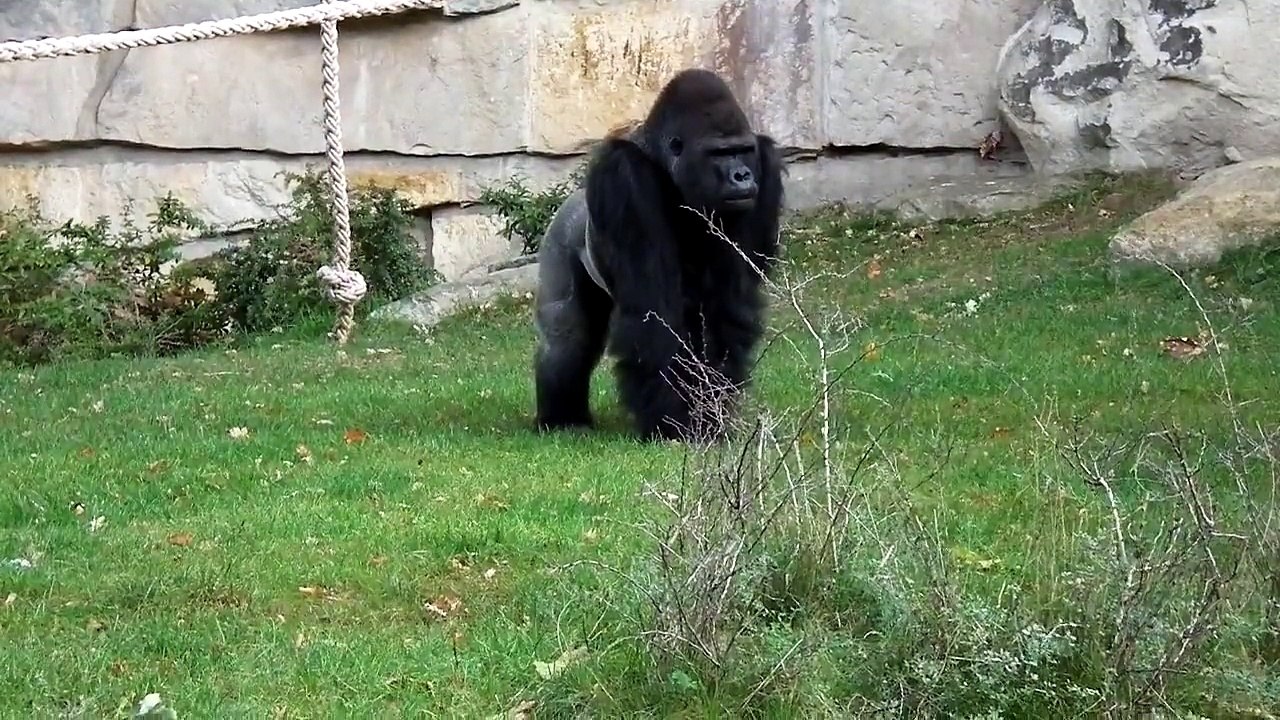 Gorilla Ivo