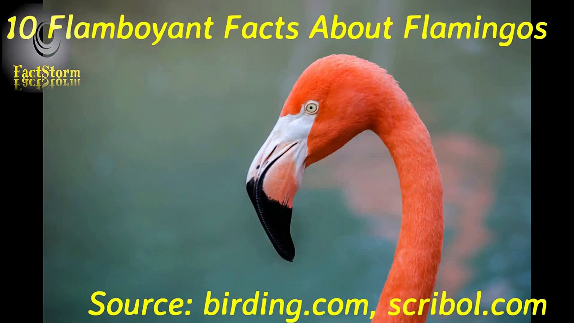 10 Flamboyant Facts About Flamingos