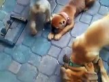 Bella Rosa Cane Corso Puppies 10 Weeks - Nefertiti
