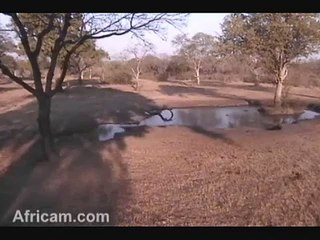 RARE HIPPO VISIT AT ELEPHANT PLAINS