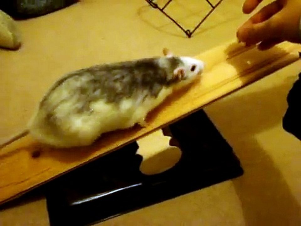 Pet rats playing on a see-saw