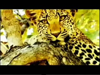 National Geographic Channel - Promo