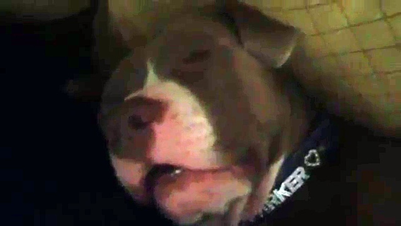 Xena the Warrior Puppy