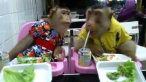 Dressed Monkeys Having Dinner At A Restaurant