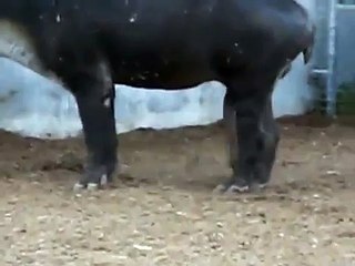 Wet Dream At The Zoo So Funny