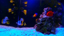 100 + liter butterfly fish aquarium