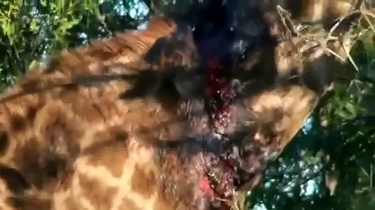 New Animal Wild Predator Documentary Animal Planet National Geographic #1