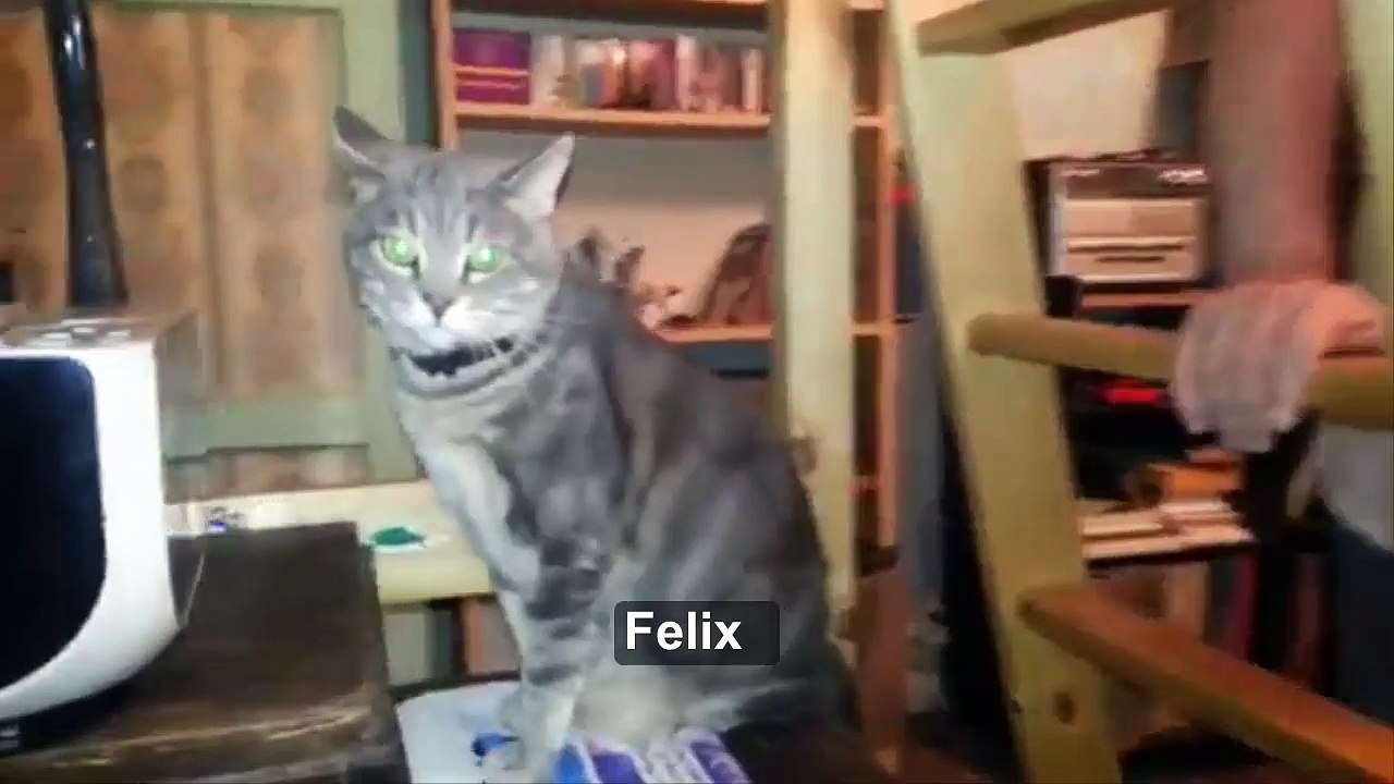 FELIX  RELAX MAX   2014