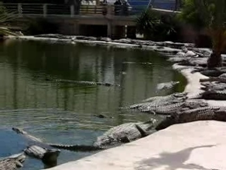 Crocodiles de Djerba