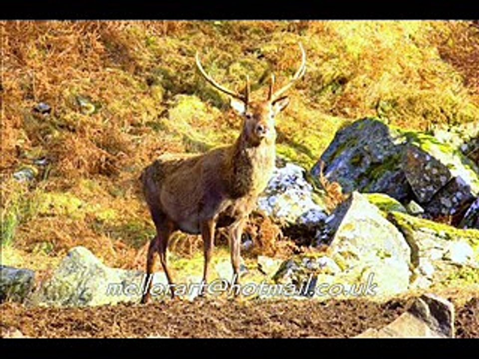 Highland Animals