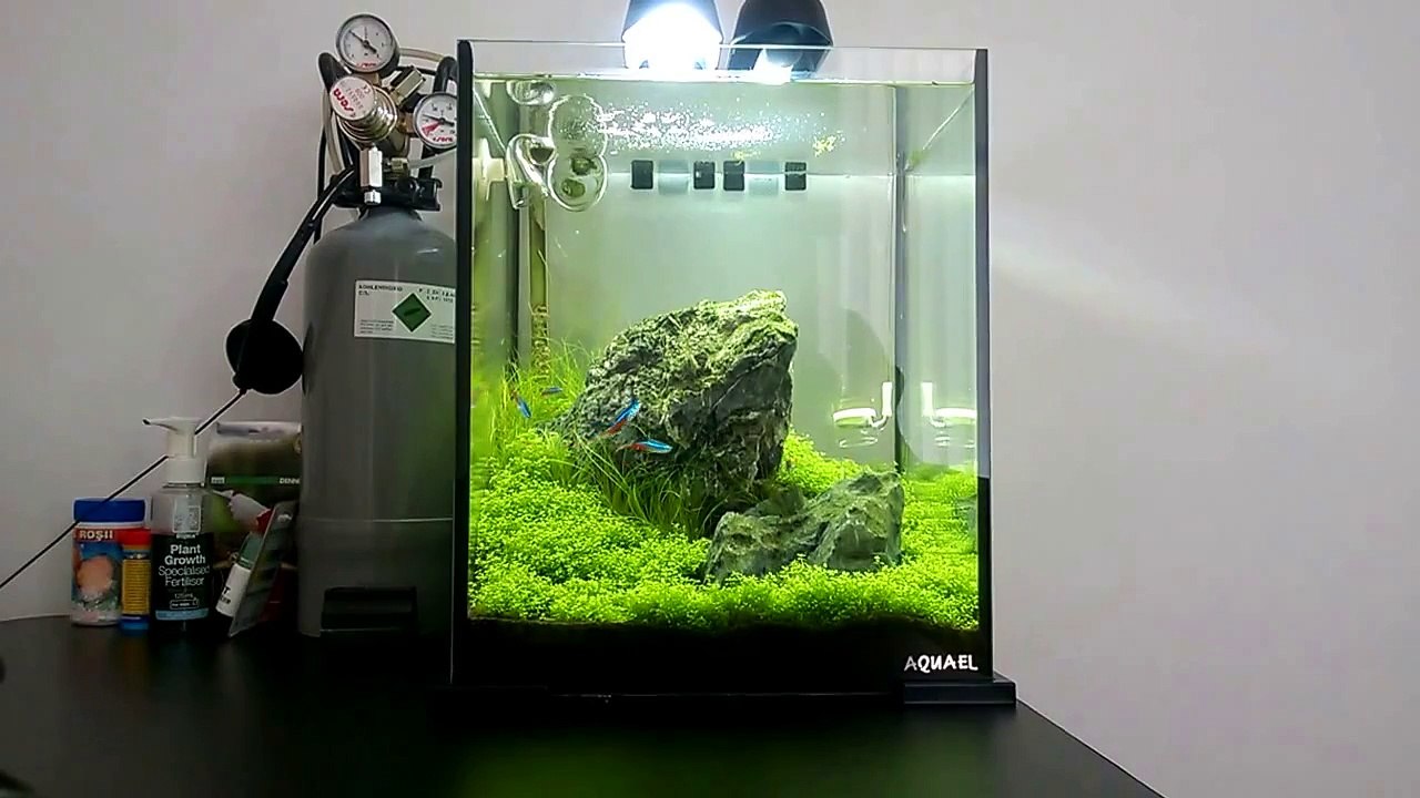 Iwagumi: Aquael Shrimp Set 30 - Shrimp Aquascape: week 5