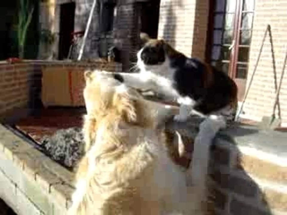 Dollie vs minou