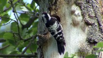 MINDRE HACKSPETT  Lesser Spotted Woodpecker  (Dendrocopos minor)  Klipp - 1644