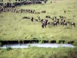 Wildebeest (Gnu) Migration, Masai Mara, Kenya, Africa
