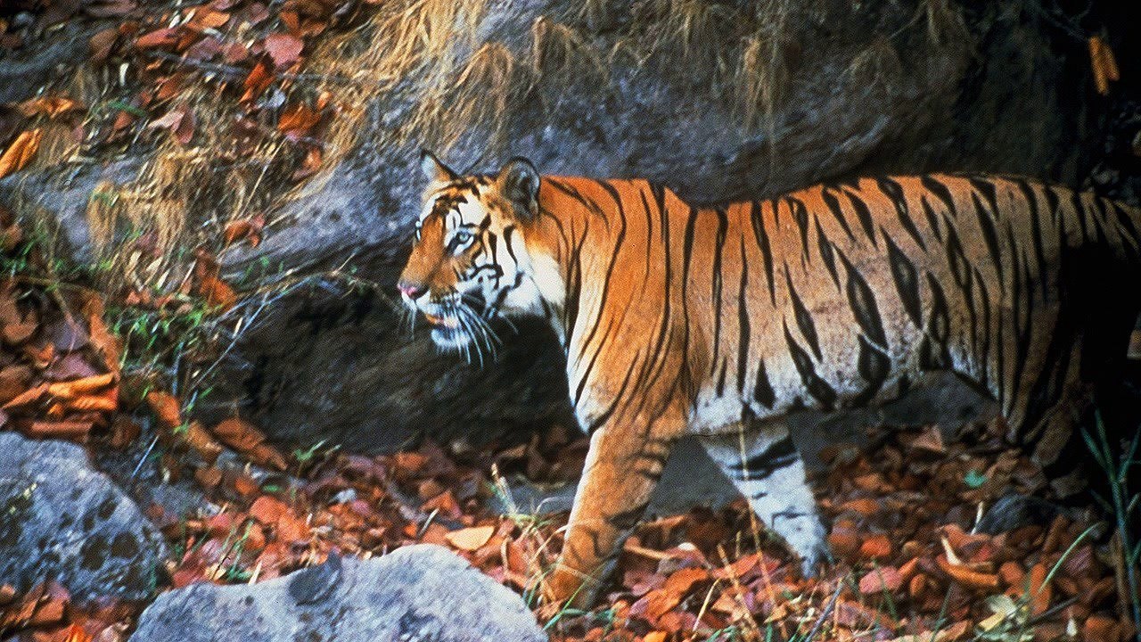 Wild Untamed Brazil - Dolphin Coast (4-5) / (National Geographic)