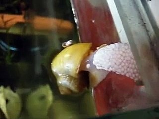 Ampulária pondo ovos no meu aquário