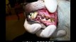 Villa La PAWS DOG Oral Hygiene  Teeth Cleaning