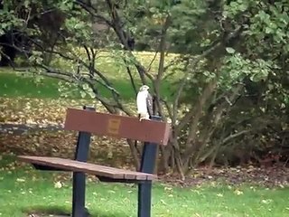 Coopers Hawk Hunting Oct21 @ Rosetta