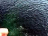 Humpback whale, feeding bubbles