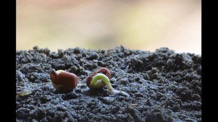 Time Lapse Video Germination of Seed