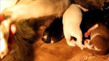 Nacimiento Cachorros Luna (Husky Siberiano), Fotos y video.