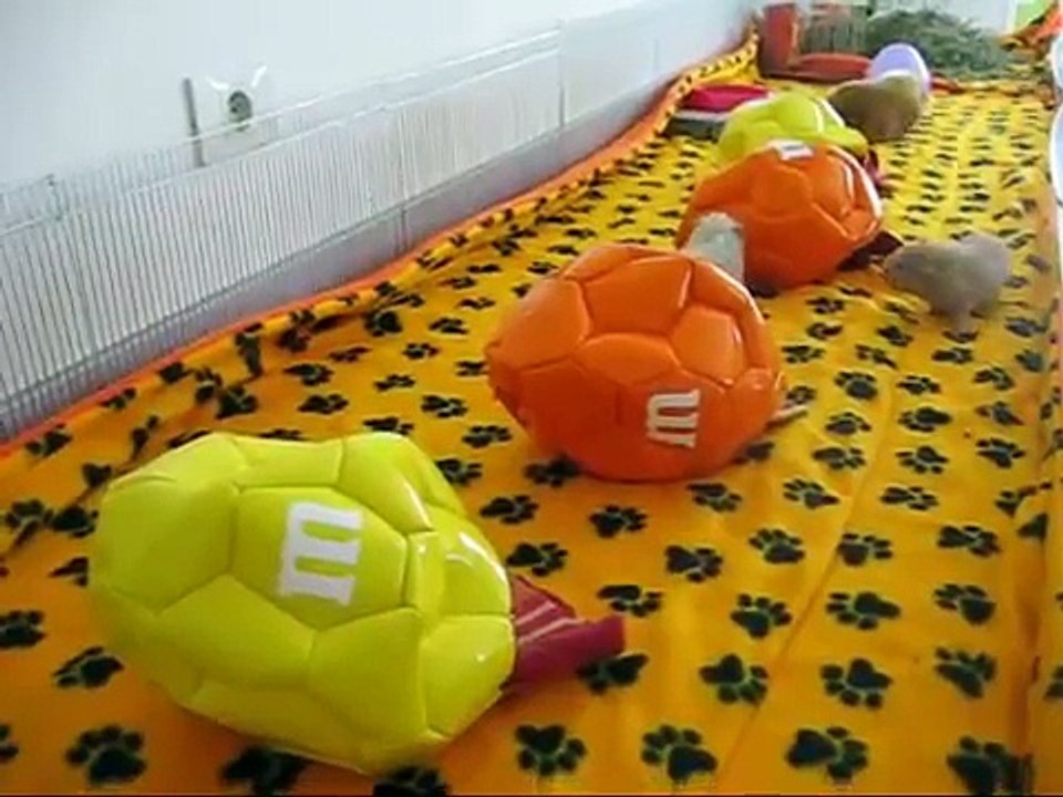 Piggie Garbage