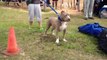 Bully XXL pitbull, 5 MONTHS LEONIDUS, the largest XXL blue pitbull, the biggest pit bull