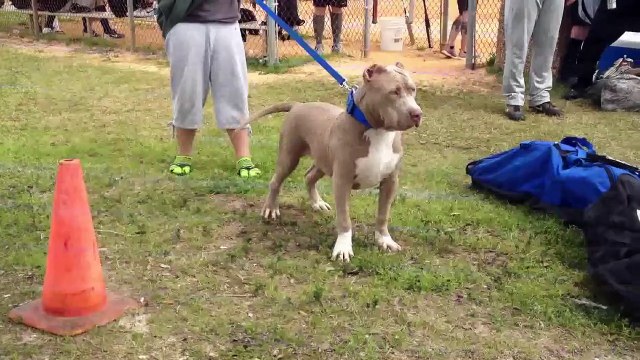 Bully XXL pitbull, 5 MONTHS LEONIDUS, the largest XXL blue pitbull, the biggest pit bull