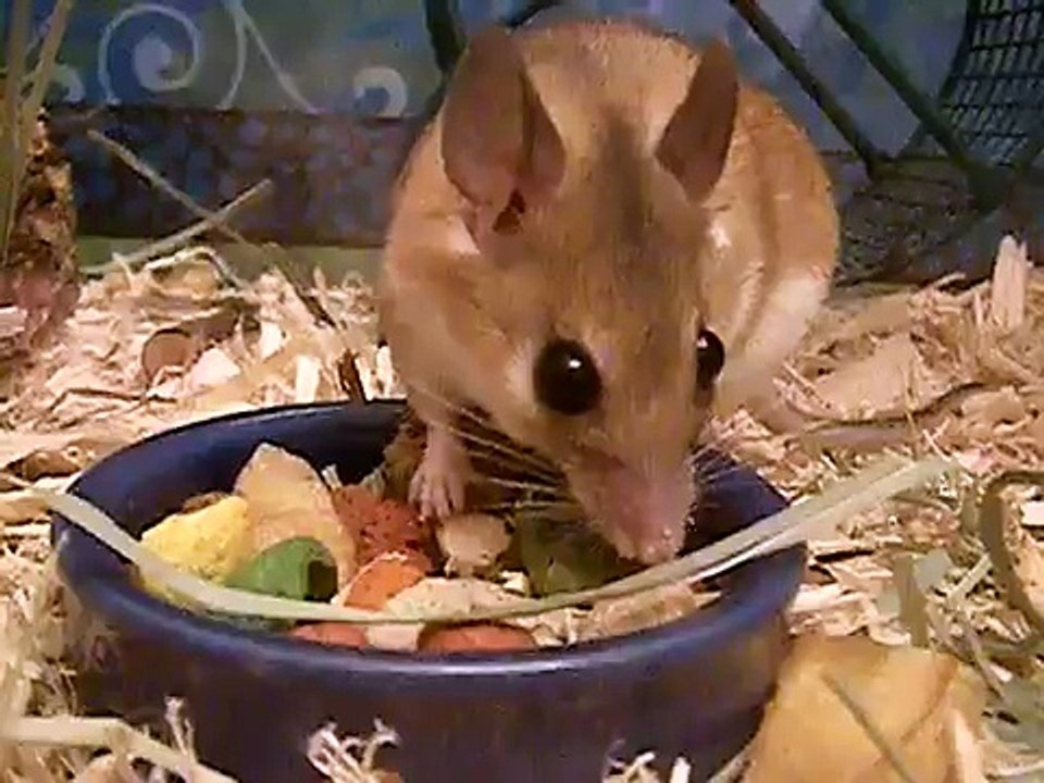New Spiny Mouse