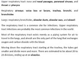 Respiratory Tract