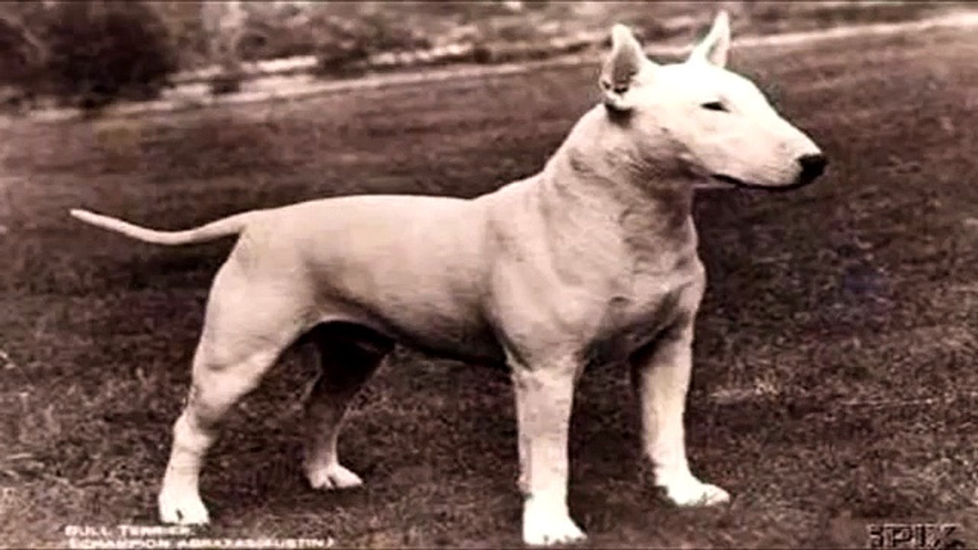 bull terrier ancestry