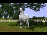 The Sims 3 Horses - Love ♥ (Happy Valentine's Day)