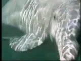 Nado con delfines en Cancún y Riviera Maya - Delphinus