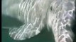 Nado con delfines en Cancún y Riviera Maya - Delphinus