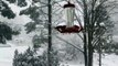 Hummingbird feeding during a snow storm in Victoria, British Columbia
