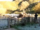 sheep responding to their masters voice