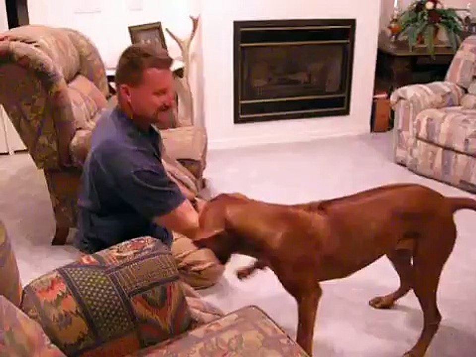 Tough guy ridgeback