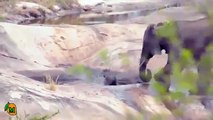 Drowning Elephant Calf Rescued by Mother