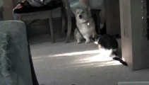 cat atacks dog