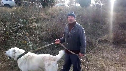 qartuli nagazi JADO -