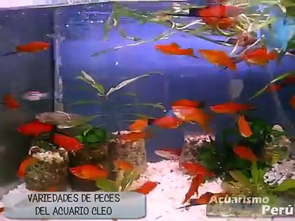 Variedades de peces del Acuario CLEO - Visita de Acuarismo Peru