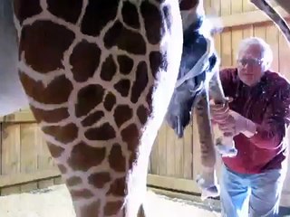Zarafa gives birth to baby giraffe "Noel" 12 24 08 039