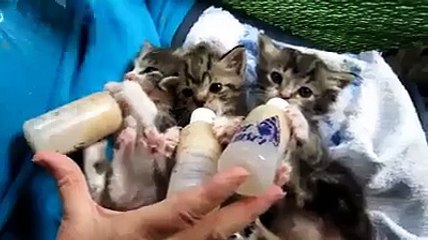 (2) Funniest Short Videos_2 kitten