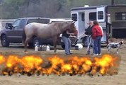Horses threatened by wildfires on Marine Corps Base