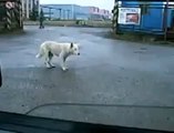 Crazy dog move and dance for a music | funny dog | funny animals | funny pets video of dogs