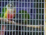 Green Cheek Conures being cheeky - foot fight!