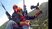 Parahawking: Volar con águilas