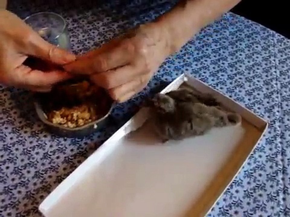 Sauvetage jeune tourterelle orpheline...!.wmv