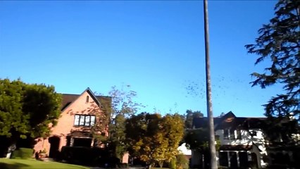 Senor Verde The Red Headed Mexican Parrot