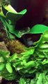 Red Eyed Tree Frog Vivarium